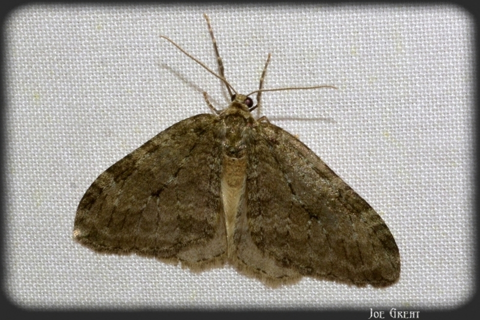 Epirrita christyi/dilutata