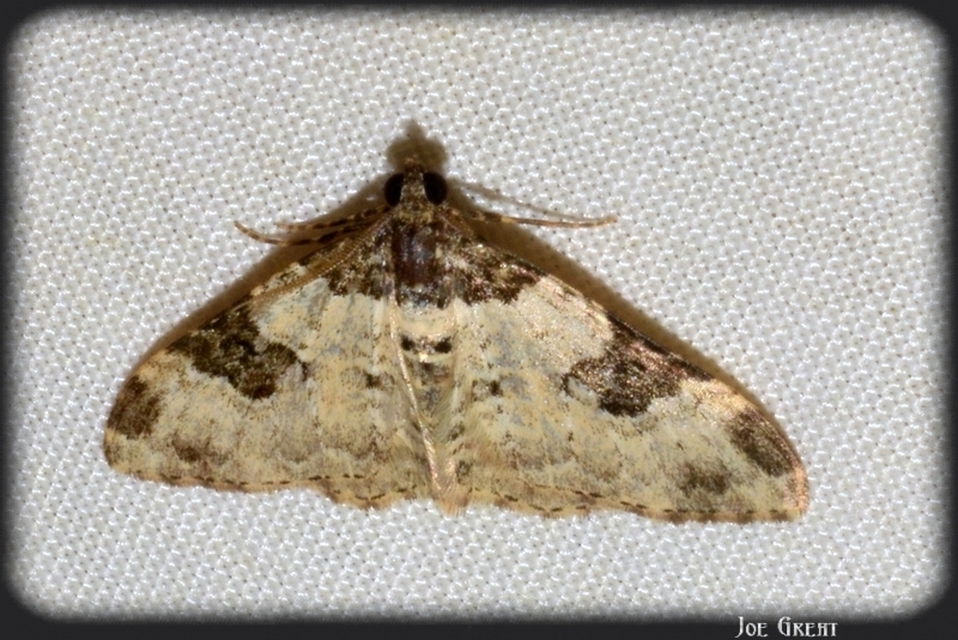 Xanthorhoe fluctuata - közönséges tarkaaraszoló