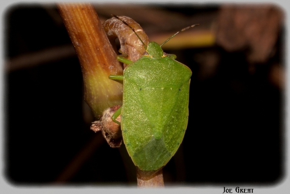 Nezara viridula - zöld vándorpoloska