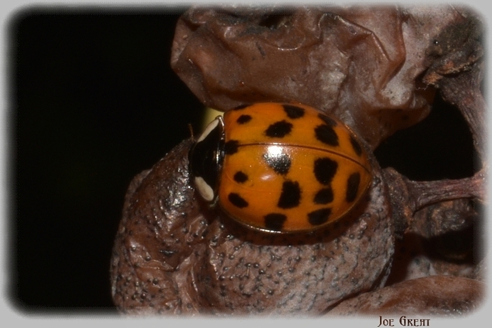 Harmonia axyridis - harlekinkatica