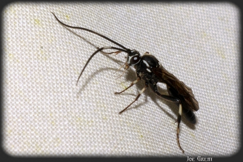 Hymenoptera - Hártyásszárnyúak
