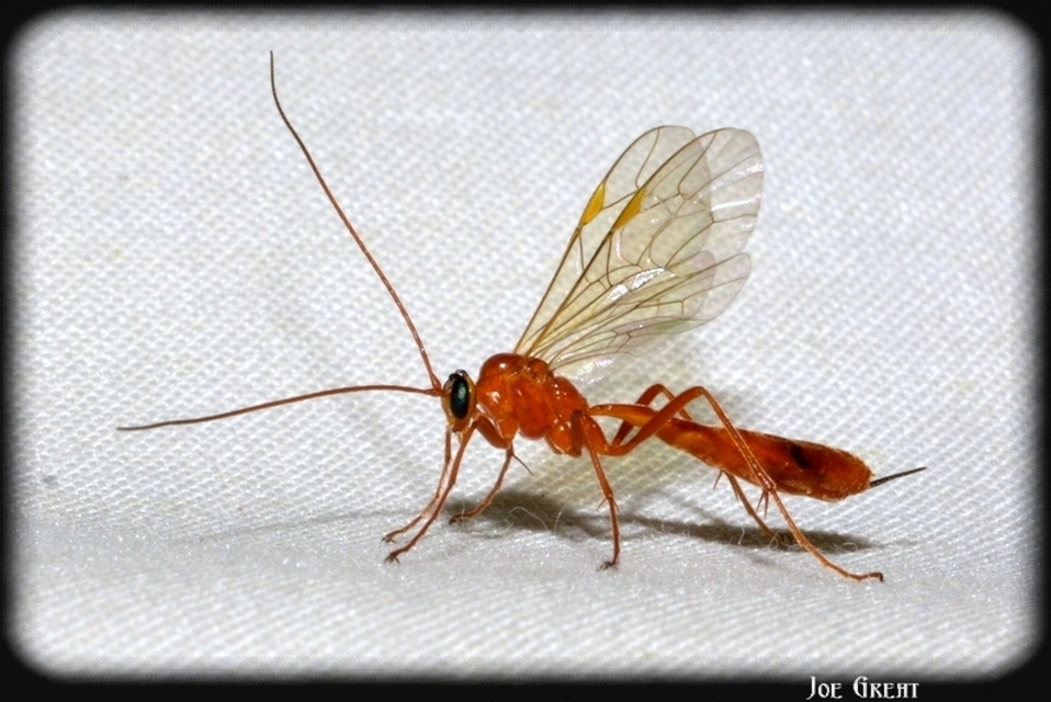 Hymenoptera - Hártyásszárnyúak
