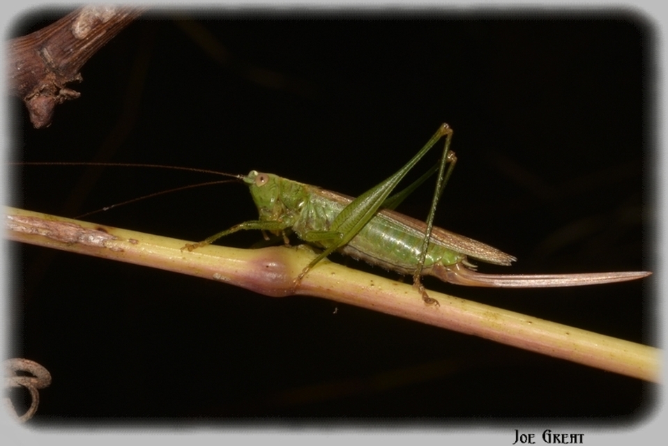 Conocephalus fuscus - kis kúpfejűszöcske