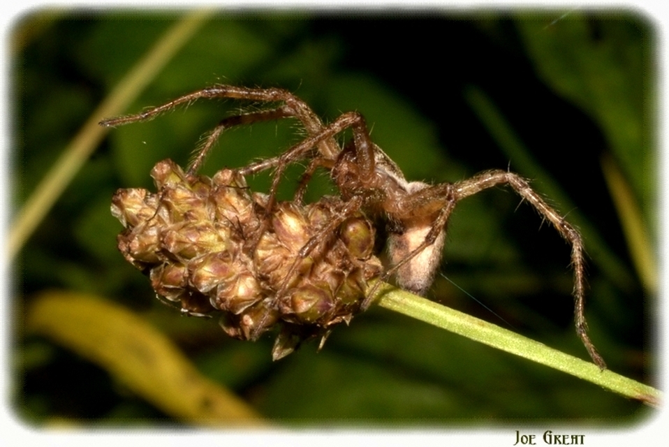 Pisaura mirabilis - csodáspók