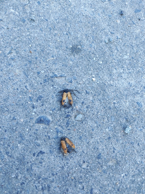 Apalus bimaculatus - kétfoltos élősdibogár