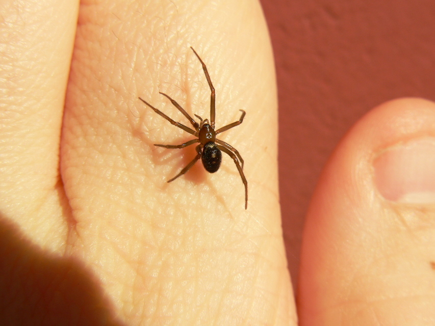 Steatoda grossa - nagy faggyúpók