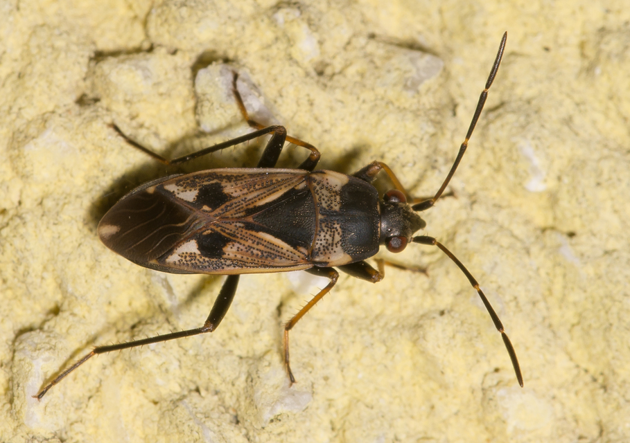 Rhyparochromus vulgaris - közönséges díszesbodobács