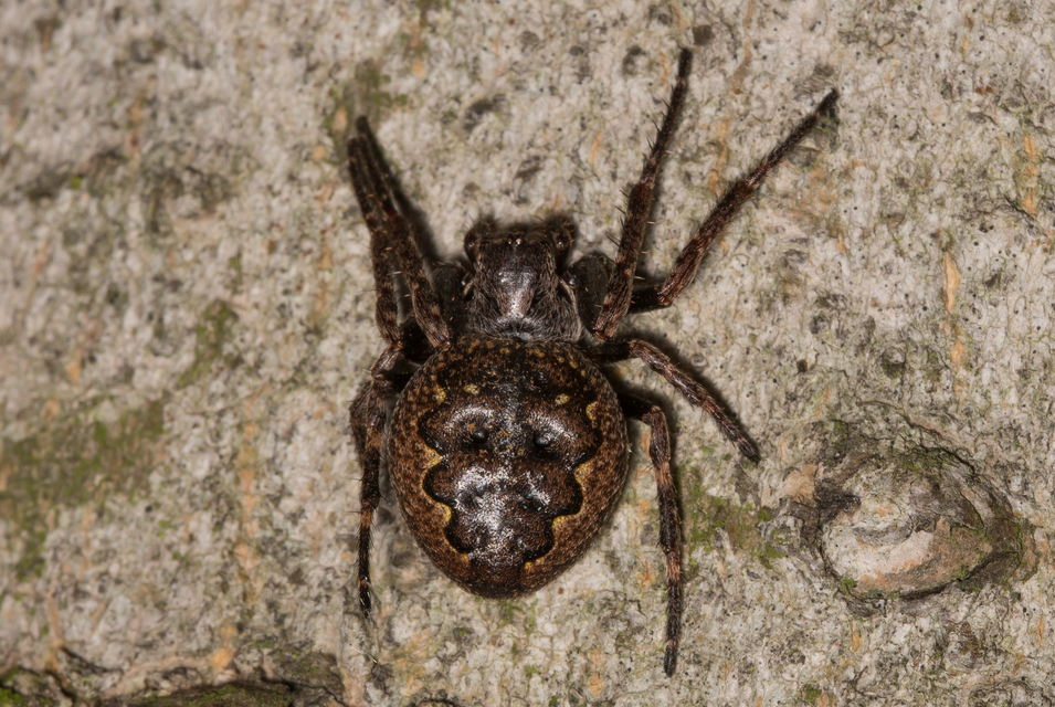 Nuctenea umbratica - közönséges rés-keresztespók