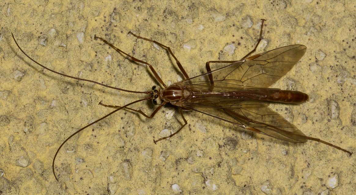 Ophion obscuratus