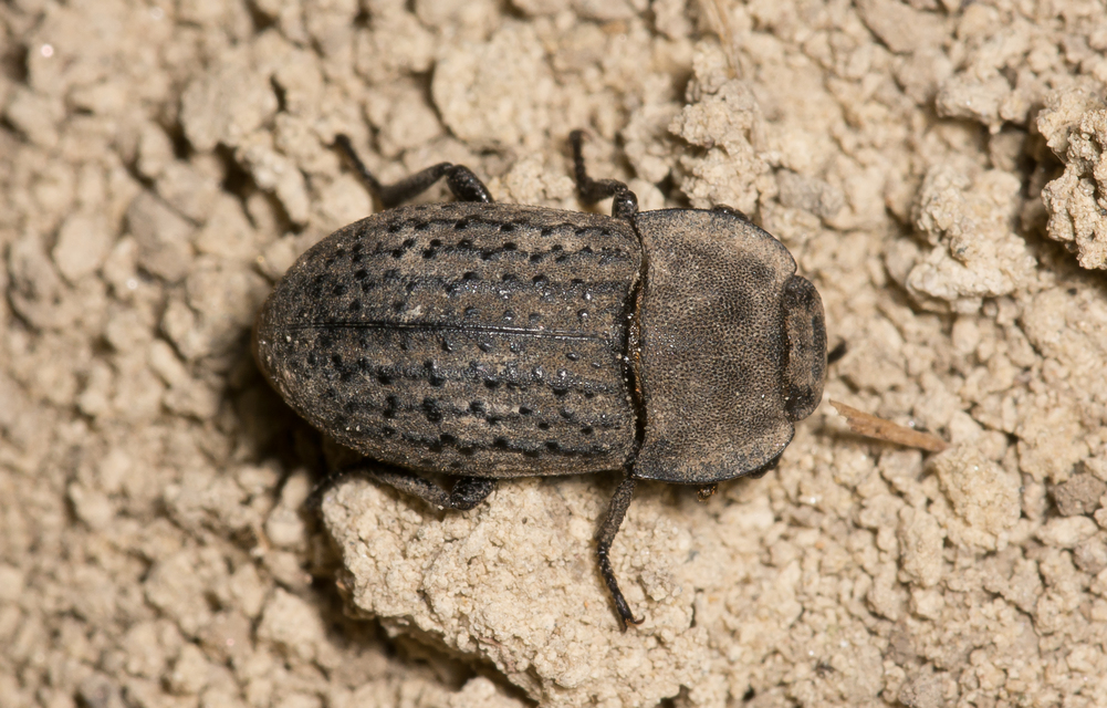 Opatrum sabulosum - sároshátú gyászbogár