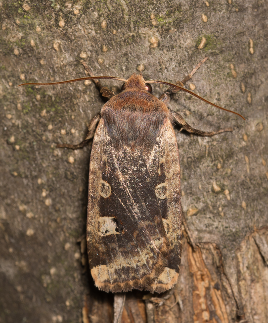 Conistra erythrocephala - vörösfejű őszibagoly