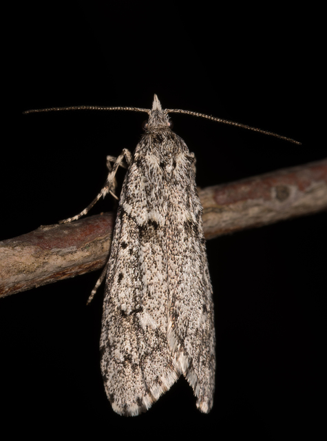Diurnea fagella - szürke tavaszimoly