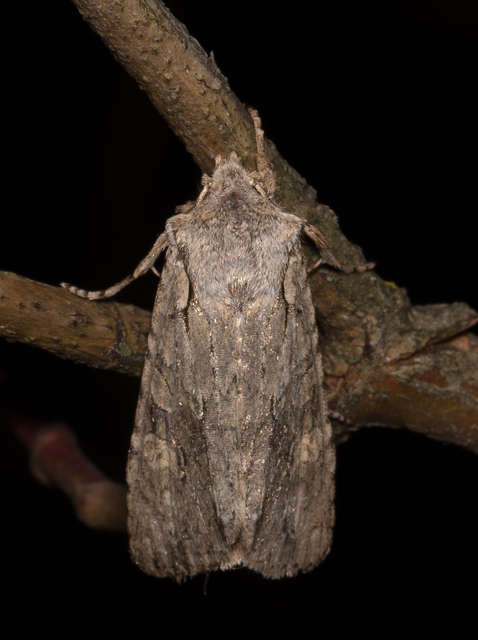 Lithophane ornitopus - közönséges fabagoly