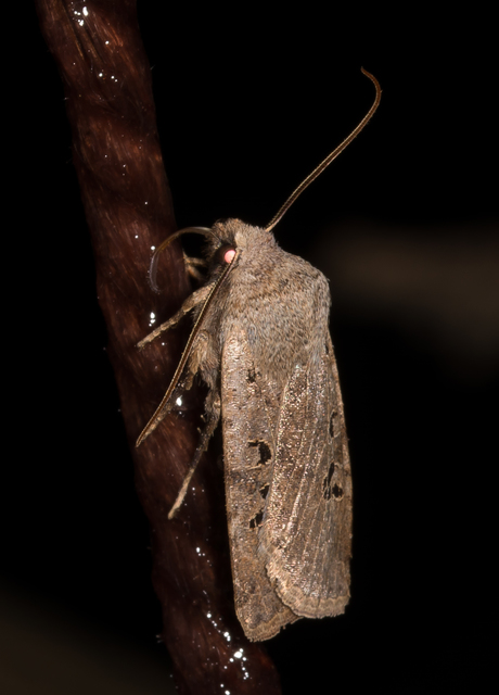 Conistra rubiginosa - szürke télibagoly