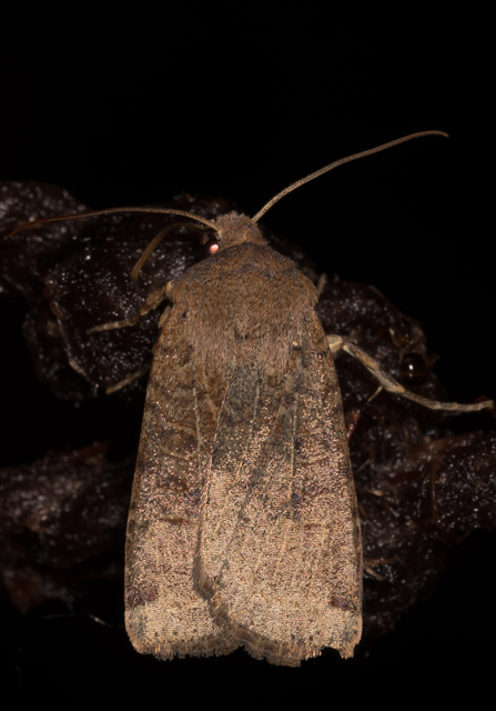 Conistra veronicae - veronika-őszibagoly