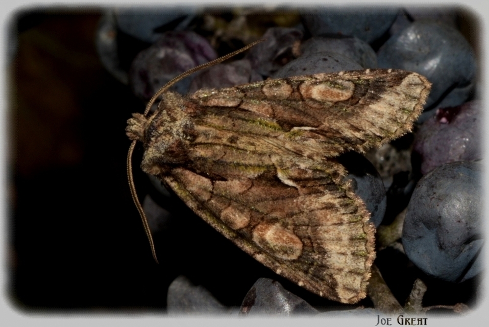 Allophyes oxyacanthae - galagonyabagoly