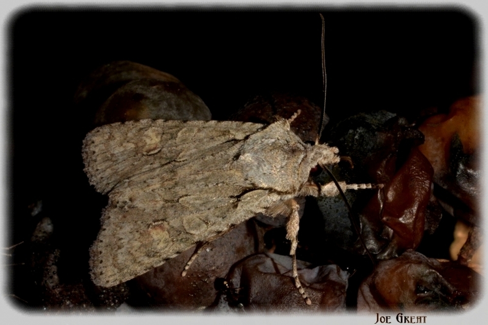 Lithophane ornitopus - közönséges fabagoly