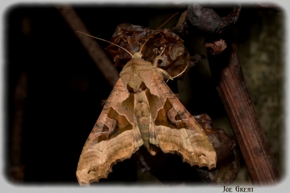Phlogophora meticulosa - vándorló csipkésbagoly