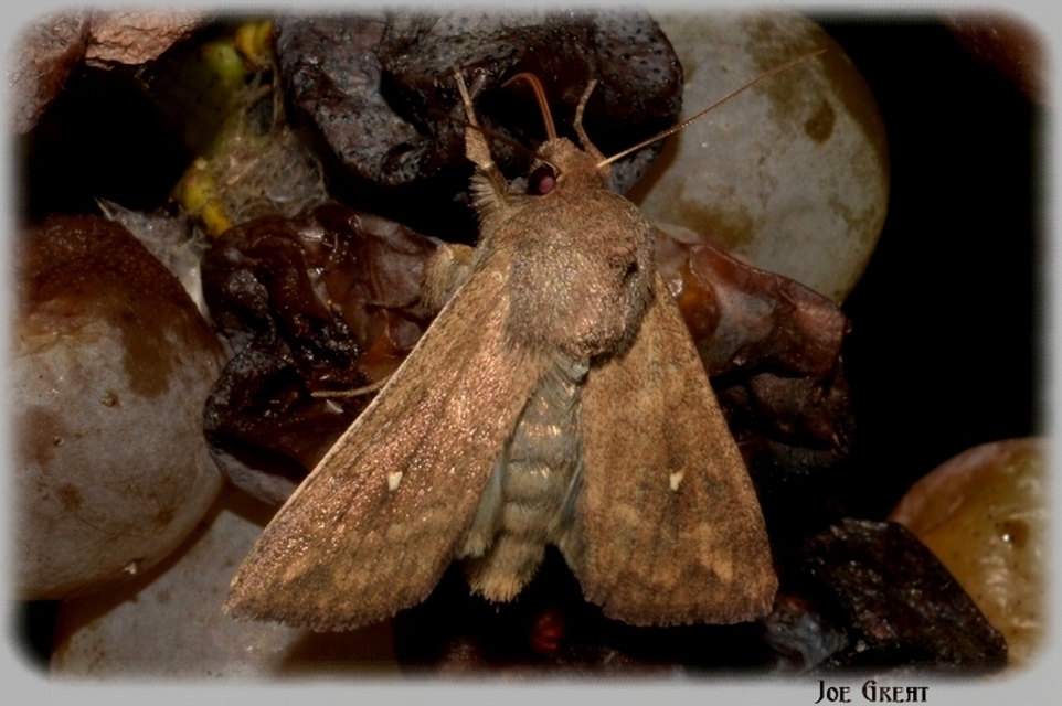 Mythimna albipuncta - fehérpettyes rétibagoly