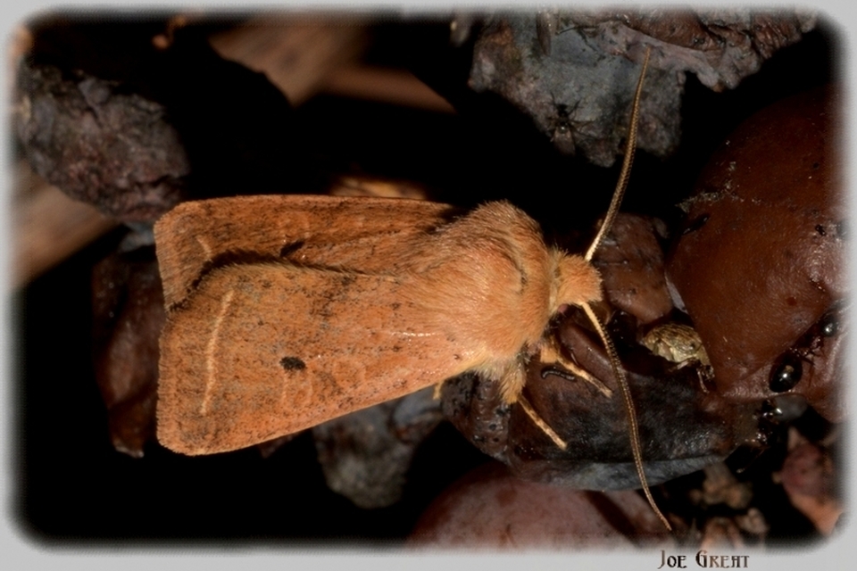Leptologia macilenta - gyertyán-őszibagoly