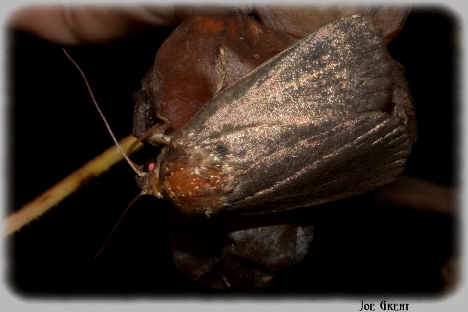 Amphipyra livida - zsírfényű bagoly