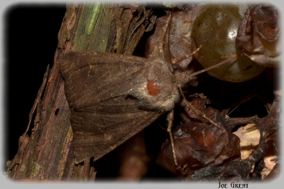 Aporophyla lutulenta - sziki őszibagoly