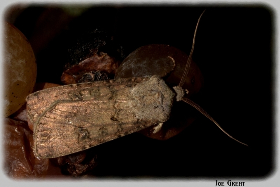 Agrotis segetum - vetési földibagoly