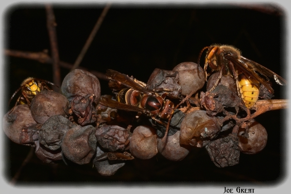 Vespa crabro - lódarázs