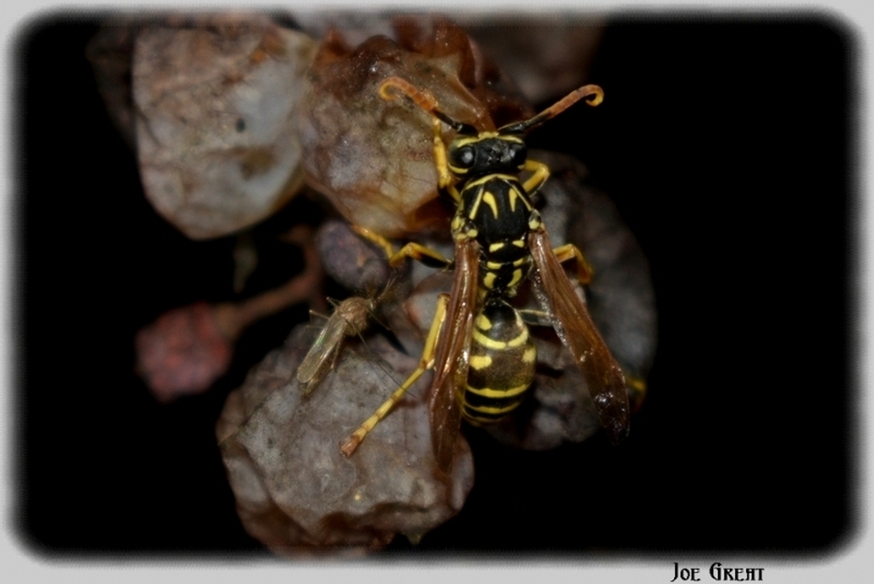 Polistes - papírdarazsak