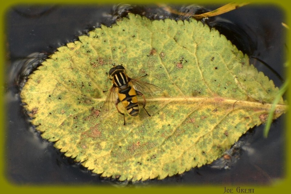 Helophilus pendulus - közönséges mocsárilégy