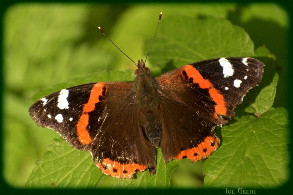 Vanessa atalanta - atalantalepke