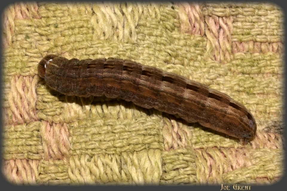 Hymenoptera - Hártyásszárnyúak