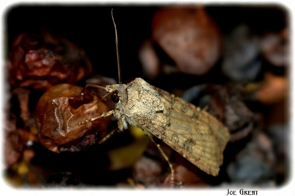 Agrotis segetum - vetési földibagoly