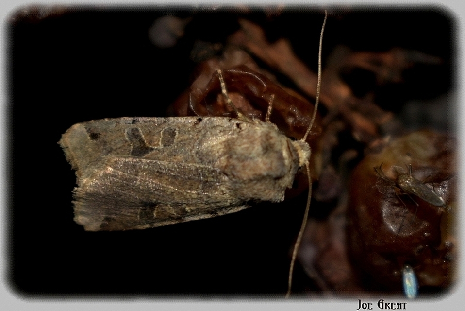Anchoscelis litura - tarka őszibagoly