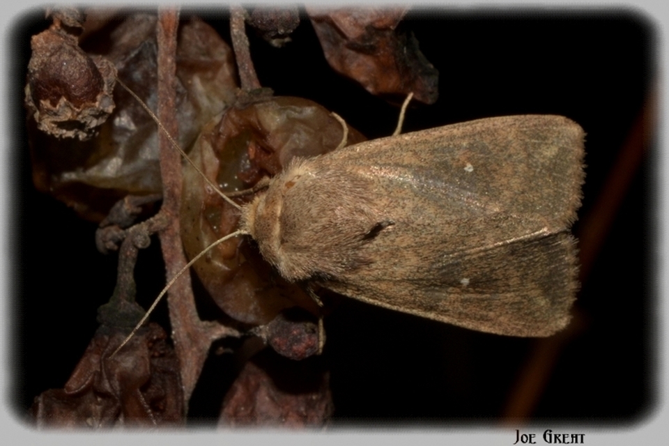 Mythimna albipuncta - fehérpettyes rétibagoly