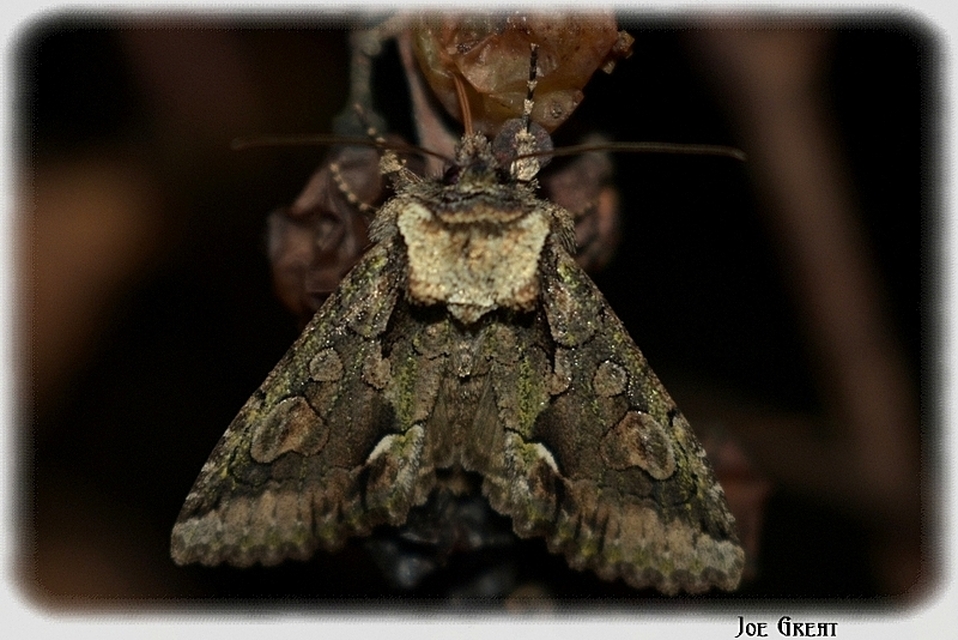 Allophyes oxyacanthae - galagonyabagoly