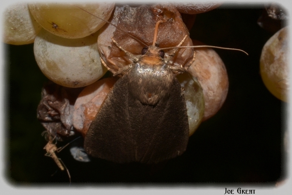 Amphipyra livida - zsírfényű bagoly
