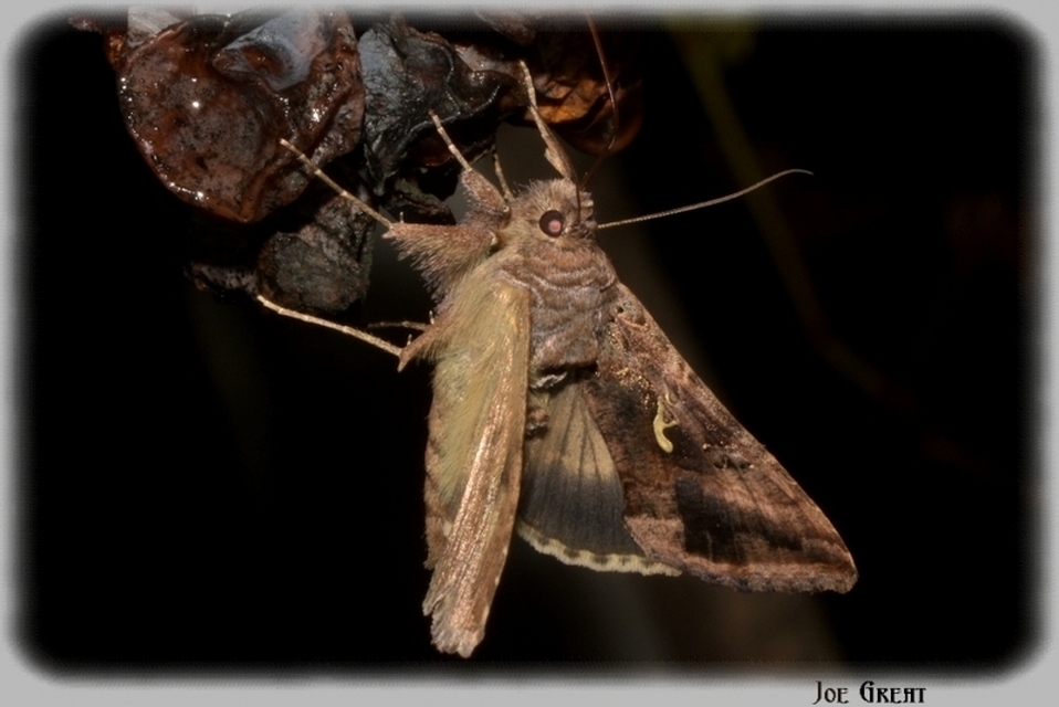 Autographa gamma - gammalepke