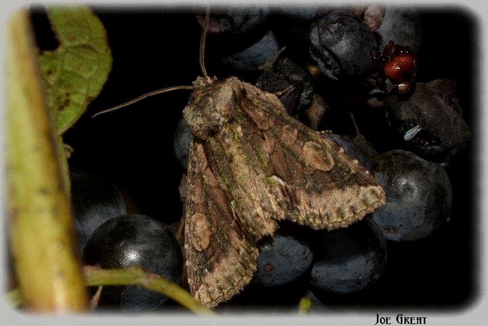 Allophyes oxyacanthae - galagonyabagoly