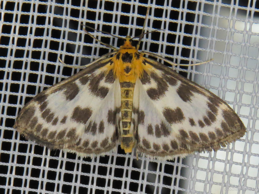Anania hortulata - tarka csalánmoly