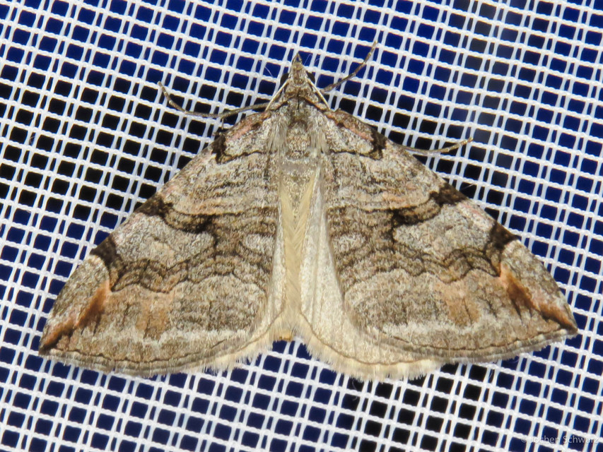 Aplocera efformata/plagiata