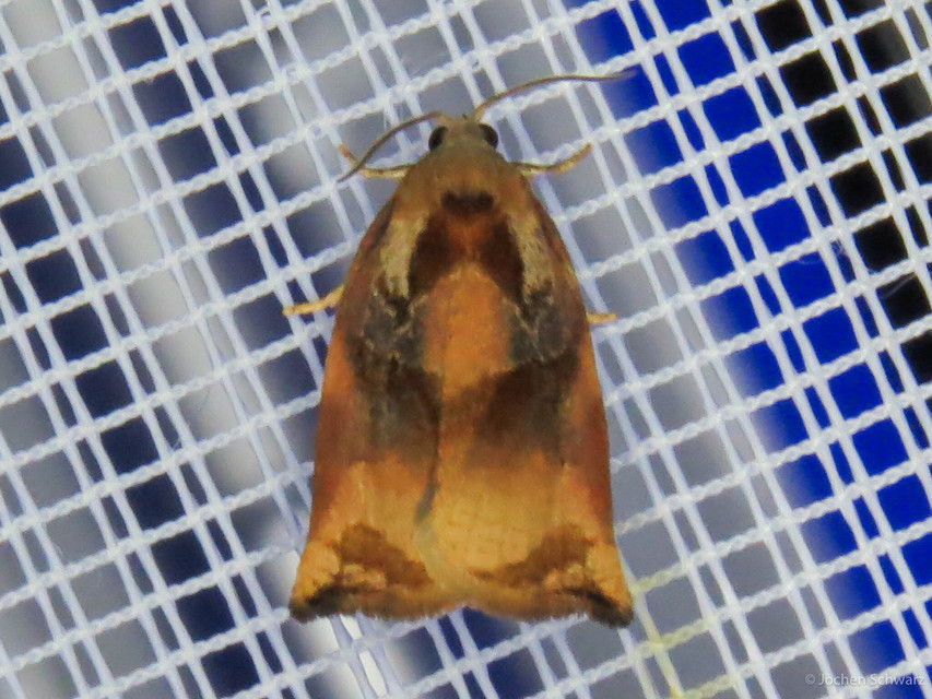 Archips podana - dudvarágó sodrómoly