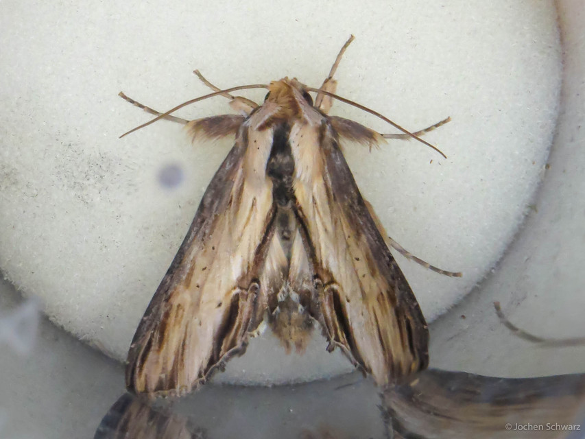 Shargacucullia scrophulariae - görvélyfű-csuklyásbagoly