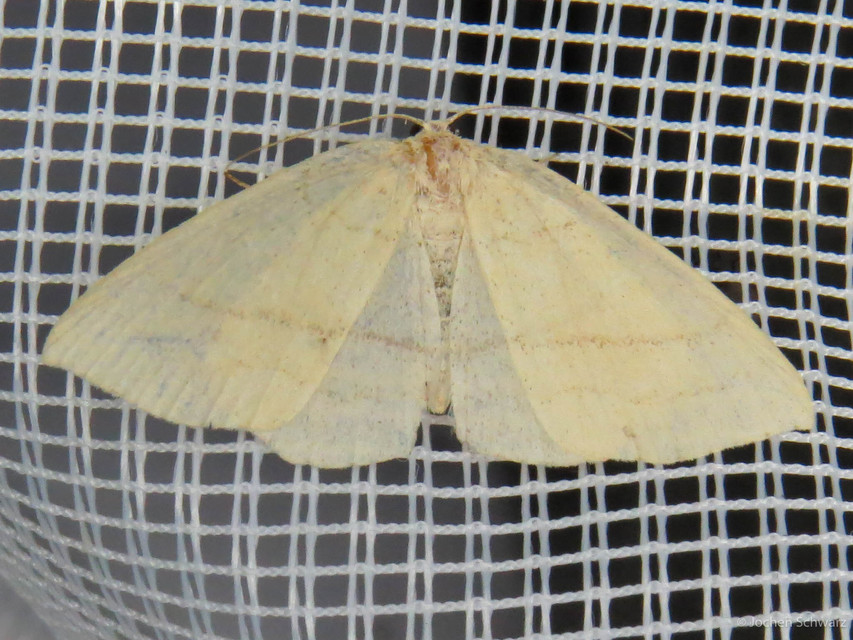 Cyclophora linearia - vonalas pettyesaraszoló