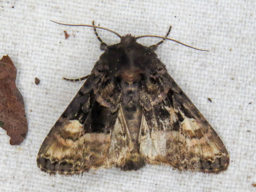 Euplexia lucipara - szeder-csipkésbagoly