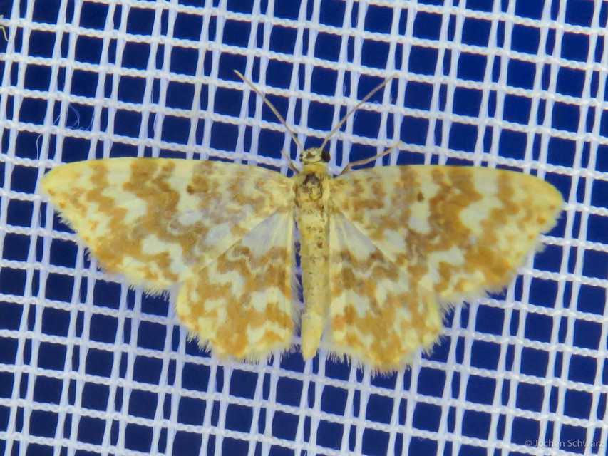 Hydrelia flammeolaria - narancssárga araszoló