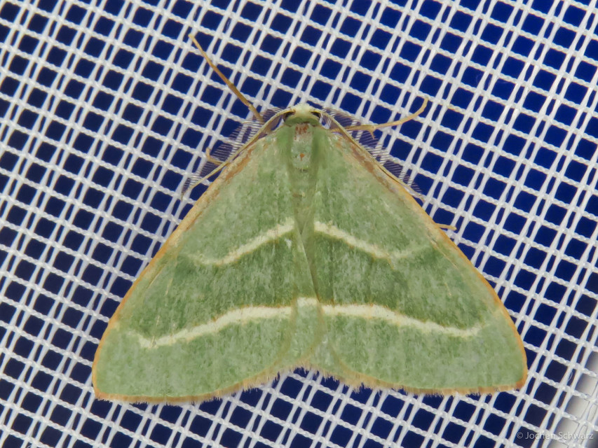 Hylaea fasciaria - erdeifenyő-sávosaraszoló