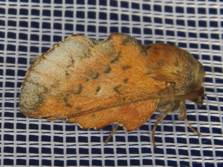 Phyllodesma tremulifolia - nyárlevélpohók
