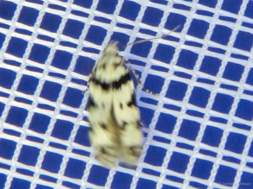 Pseudotelphusa scalella - moharágó sarlósmoly