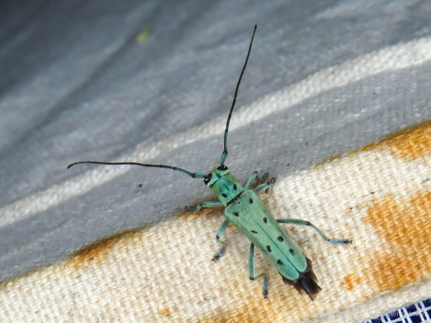 Saperda octopunctata - nyolcpontos cincér